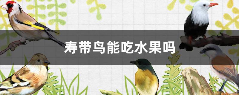 鸟可以吃水果吗(寿带鸟是保护动物吗)