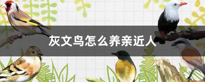 灰文鸟的饲养与繁殖(灰椋鸟可以家养吗)
