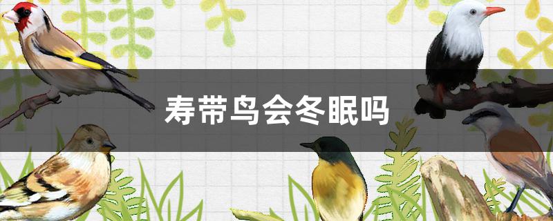 寿带鸟的特点(寿带鸟是保护动物吗)