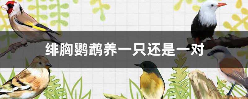 绯胸鹦鹉可以家养吗(养一只大绯胸鹦鹉犯法吗)