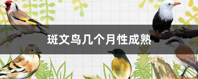 斑文鸟一年能繁殖几窝(文鸟什么时候性成熟)