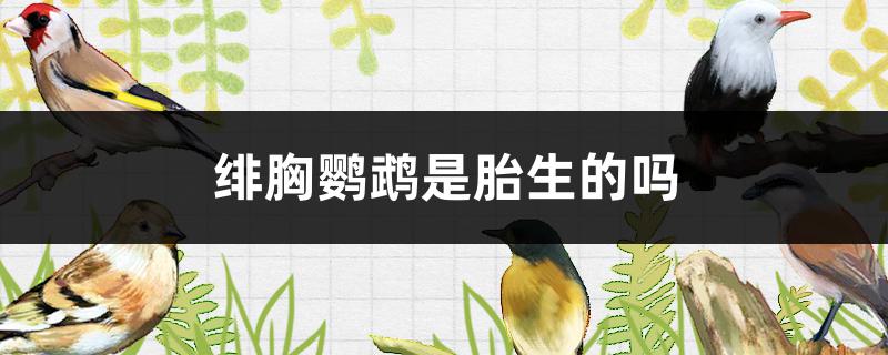 绯胸鹦鹉寿命(绯胸鹦鹉公母区分)