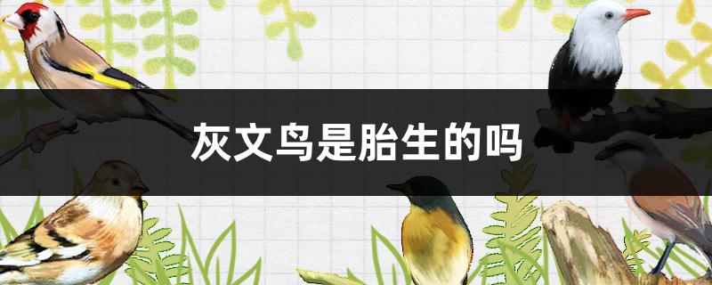 灰文鸟繁殖,白文鸟与灰文鸟繁殖出来的小鸟是什么样