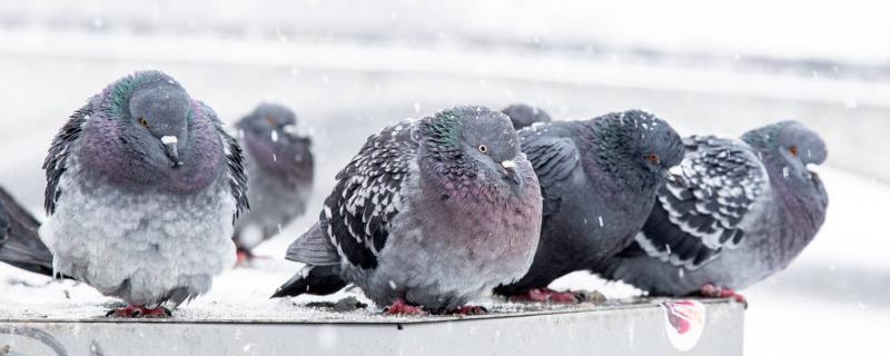 冬季鸽舍如何保暖(冬季鸽舍通风保暖图片)