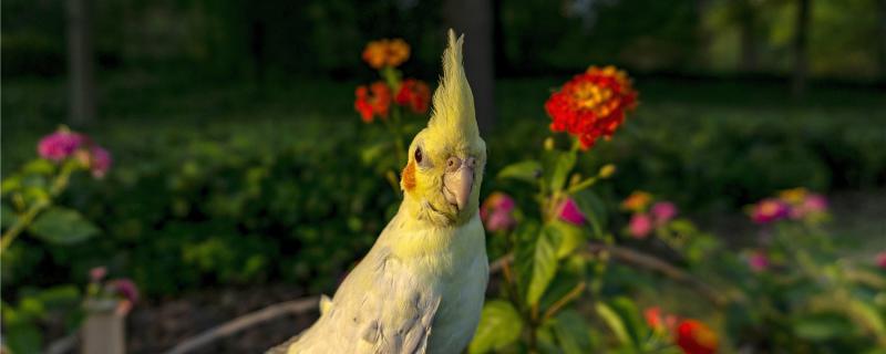 玄凤鹦鹉几个月性成熟可以繁殖,玄凤鹦鹉多久性成熟