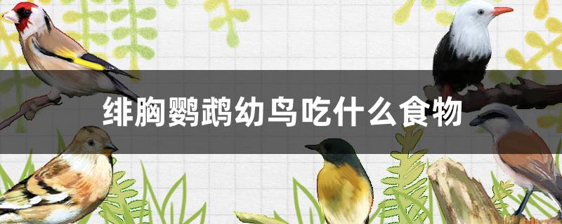 大绯胸鹦鹉吃什么食物(鹦鹉除了吃鸟食还可以吃什么)
