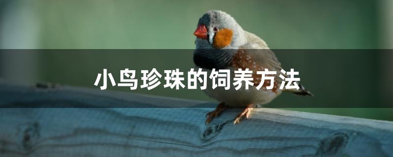 珍珠鸟喂养方法(珍珠鸟的饲养方法和注意事项)
