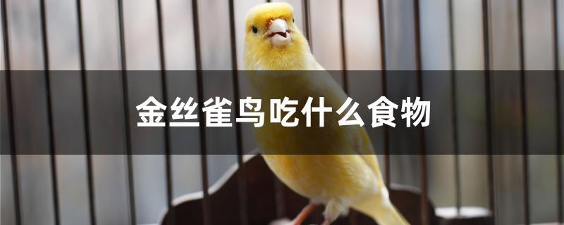 金丝雀鸟吃什么食物可以增色,金丝雀小鸟最喜欢吃什么