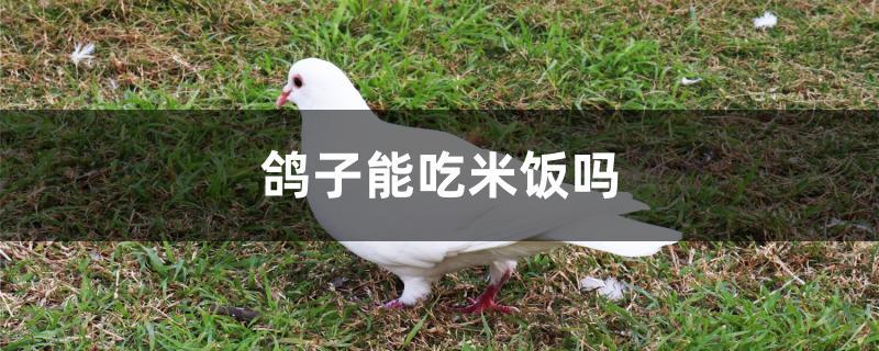 鸽子能吃米饭吗(可以直接给鸽子吃米饭吗)